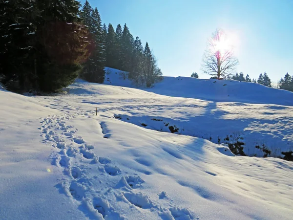 Alpstein dağlarının yamaçlarında ve İsviçre Alpleri 'nin taze dağlık kar örtüsünde, Nesslau - Obertoggenburg, İsviçre (Schweiz)