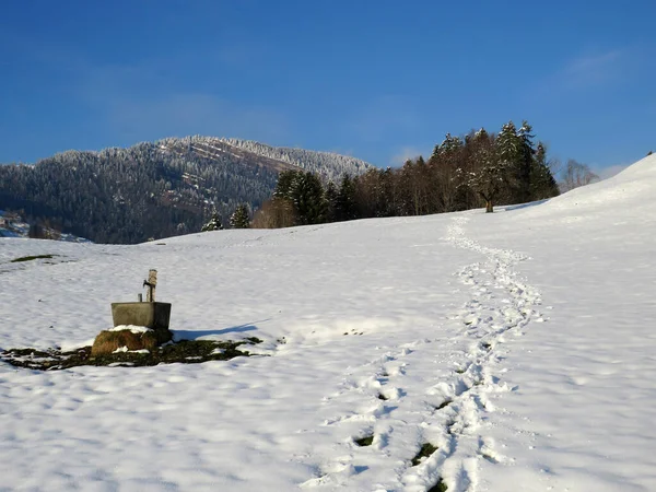 Alpstein dağlarının yamaçlarında ve İsviçre Alpleri 'nin taze dağlık kar örtüsünde, Nesslau - Obertoggenburg, İsviçre (Schweiz)