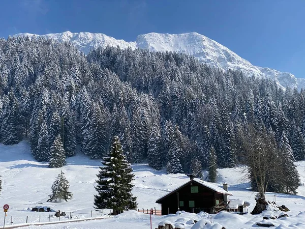 Корінні Альпійські Хатини Дерев Яні Стайні Худоби Швейцарських Пасовищах Покриті — стокове фото