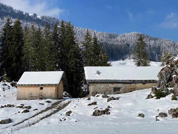 Cabanes Alpines Indigènes Écuries Bovins Bois Sur Les Pâturages Suisses — Photo