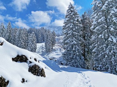 Obertoggenburg Alp Vadisi 'nde ve İsviçre' nin Nesslau, İsviçre 'de (Schweiz)