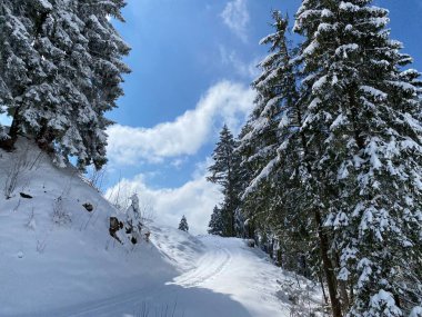 Obertoggenburg Alp Vadisi 'nde ve İsviçre' nin Nesslau, İsviçre 'de (Schweiz)