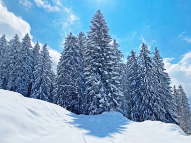 Obertoggenburg Alp Vadisi 'nde ve İsviçre' nin Nesslau, İsviçre 'de (Schweiz)