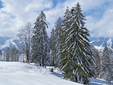 Obertoggenburg Alp Vadisi 'nde ve İsviçre' nin Nesslau, İsviçre 'de (Schweiz)