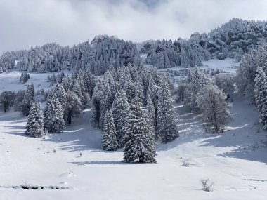 Obertoggenburg Alp Vadisi 'nde ve İsviçre' nin Nesslau, İsviçre 'de (Schweiz)