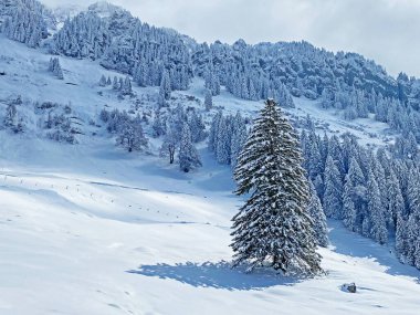 Obertoggenburg Alp Vadisi 'nde ve İsviçre' nin Nesslau, İsviçre 'de (Schweiz)