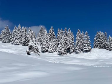 Obertoggenburg Alp Vadisi 'nde ve İsviçre' nin Nesslau, İsviçre 'de (Schweiz)