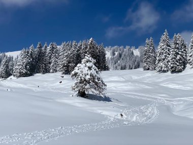Obertoggenburg Alp Vadisi 'nde ve İsviçre' nin Nesslau, İsviçre 'de (Schweiz)