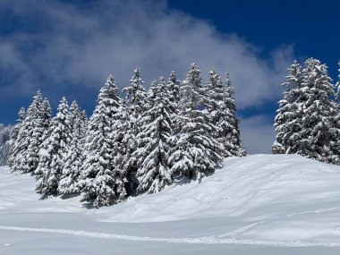 Obertoggenburg Alp Vadisi 'nde ve İsviçre' nin Nesslau, İsviçre 'de (Schweiz)