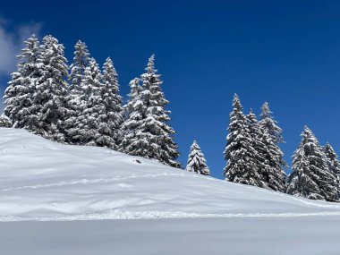 Obertoggenburg Alp Vadisi 'nde ve İsviçre' nin Nesslau, İsviçre 'de (Schweiz)