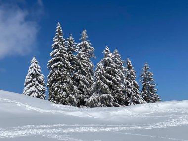 Obertoggenburg Alp Vadisi 'nde ve İsviçre' nin Nesslau, İsviçre 'de (Schweiz)