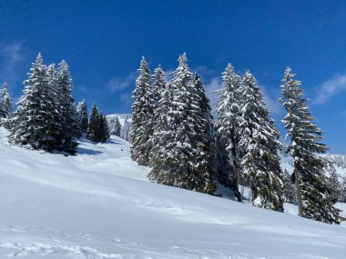 Obertoggenburg Alp Vadisi 'nde ve İsviçre' nin Nesslau, İsviçre 'de (Schweiz)