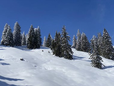 Obertoggenburg Alp Vadisi 'nde ve İsviçre' nin Nesslau, İsviçre 'de (Schweiz)
