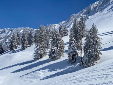 Obertoggenburg Alp Vadisi 'nde ve İsviçre' nin Nesslau, İsviçre 'de (Schweiz)