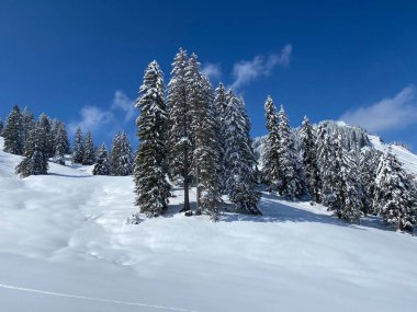 Obertoggenburg Alp Vadisi 'nde ve İsviçre' nin Nesslau, İsviçre 'de (Schweiz)