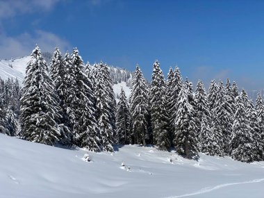 Obertoggenburg Alp Vadisi 'nde ve İsviçre' nin Nesslau, İsviçre 'de (Schweiz)