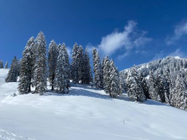 Obertoggenburg Alp Vadisi 'nde ve İsviçre' nin Nesslau, İsviçre 'de (Schweiz)
