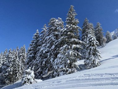 Obertoggenburg Alp Vadisi 'nde ve İsviçre' nin Nesslau, İsviçre 'de (Schweiz)