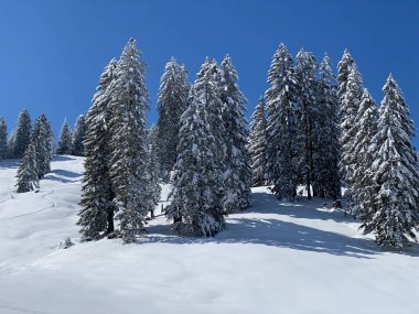 Obertoggenburg Alp Vadisi 'nde ve İsviçre' nin Nesslau, İsviçre 'de (Schweiz)