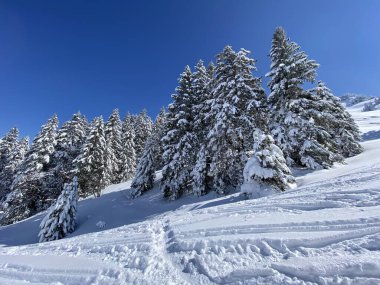 Obertoggenburg Alp Vadisi 'nde ve İsviçre' nin Nesslau, İsviçre 'de (Schweiz)