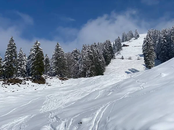 Picturesque Canopies Alpine Trees Typical Winter Atmosphere Spring Snowfall Obertoggenburg — Stockfoto