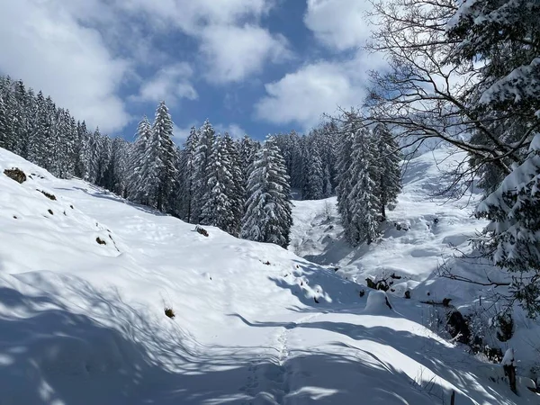 Pintorescas Copas Árboles Alpinos Ambiente Típico Invierno Después Nevada Primavera —  Fotos de Stock
