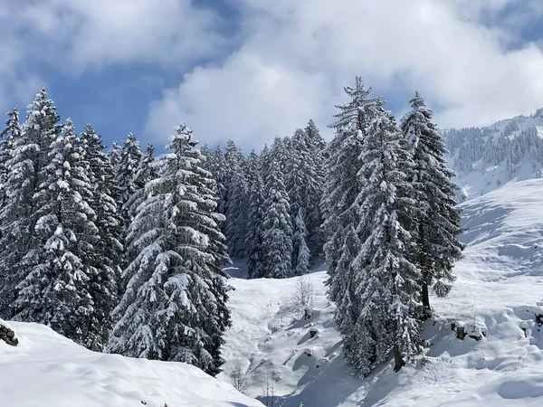 Picturesque Canopies Alpine Trees Typical Winter Atmosphere Spring Snowfall Obertoggenburg — Zdjęcie stockowe