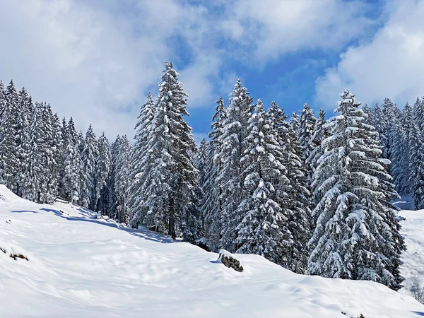 春季降雪之后 在典型的冬季气氛中 在上温伯格高山谷地和瑞士的阿尔卑斯山脉 内斯劳 施韦兹 高山树木的风景如画 — 图库照片