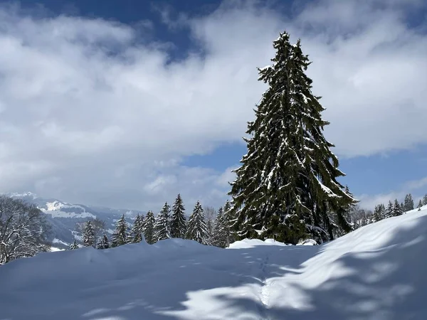 Picturesque Canopies Alpine Trees Typical Winter Atmosphere Spring Snowfall Obertoggenburg — Fotografie, imagine de stoc