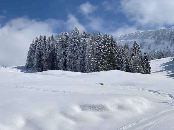 Picturesque Canopies Alpine Trees Typical Winter Atmosphere Spring Snowfall Obertoggenburg — ストック写真