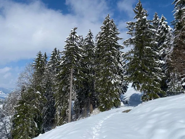 Picturesque Canopies Alpine Trees Typical Winter Atmosphere Spring Snowfall Obertoggenburg — Fotografia de Stock