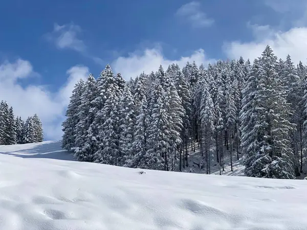 Picturesque Canopies Alpine Trees Typical Winter Atmosphere Spring Snowfall Obertoggenburg — Zdjęcie stockowe