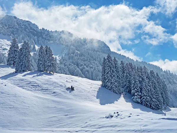 Picturesque Canopies Alpine Trees Typical Winter Atmosphere Spring Snowfall Obertoggenburg — Fotografia de Stock