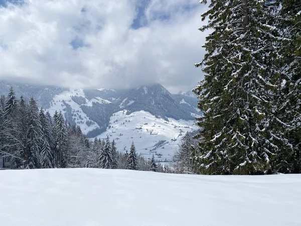 Picturesque Canopies Alpine Trees Typical Winter Atmosphere Spring Snowfall Obertoggenburg — Stock Photo, Image