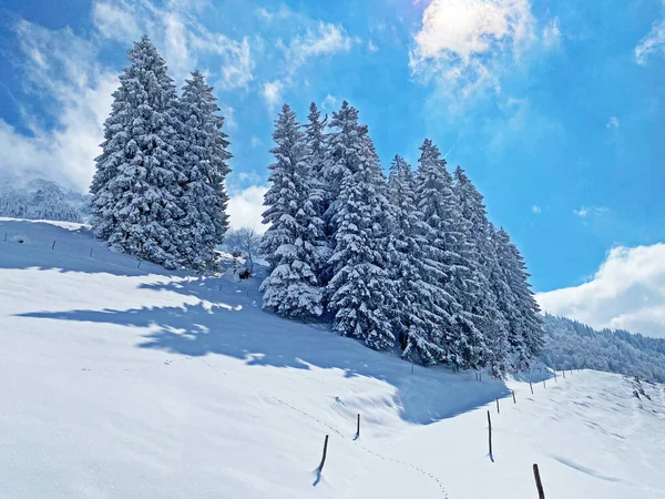 Picturesque Canopies Alpine Trees Typical Winter Atmosphere Spring Snowfall Obertoggenburg — Zdjęcie stockowe