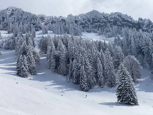 Pintorescas Copas Árboles Alpinos Ambiente Típico Invierno Después Nevada Primavera —  Fotos de Stock