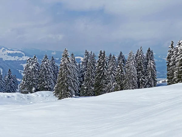 Picturesque Canopies Alpine Trees Typical Winter Atmosphere Spring Snowfall Obertoggenburg — Foto de Stock