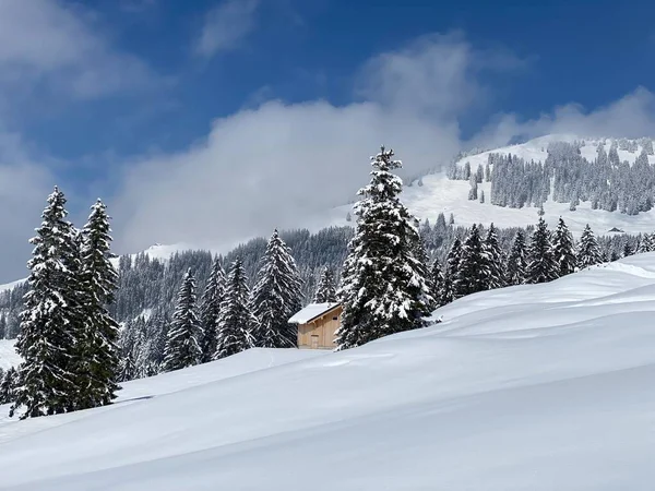 Schilderachtige Luifels Van Alpiene Bomen Een Typische Winterse Sfeer Voorjaarssneeuwval — Stockfoto