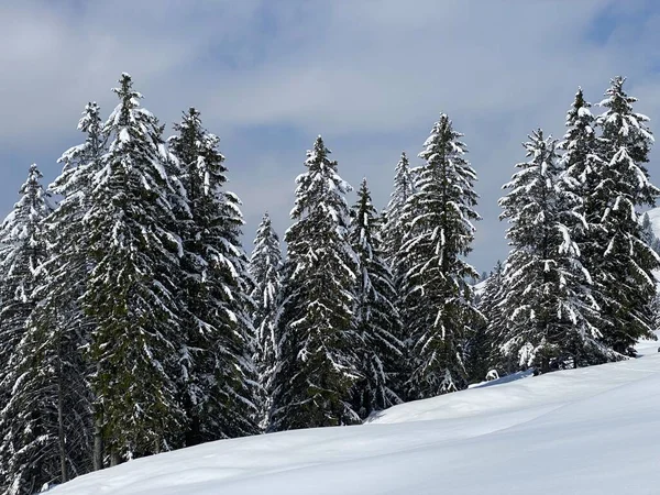 Picturesque Canopies Alpine Trees Typical Winter Atmosphere Spring Snowfall Obertoggenburg —  Fotos de Stock