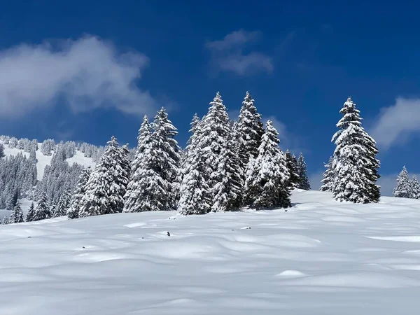 Picturesque Canopies Alpine Trees Typical Winter Atmosphere Spring Snowfall Obertoggenburg — Stockfoto
