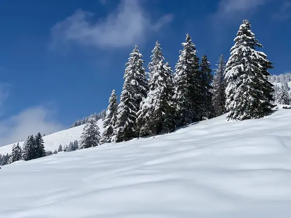 Picturesque Canopies Alpine Trees Typical Winter Atmosphere Spring Snowfall Obertoggenburg — Zdjęcie stockowe