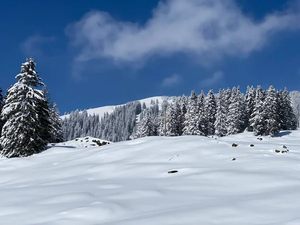 Obertoggenburg Alp Vadisi 'nde ve İsviçre' nin Nesslau, İsviçre 'de (Schweiz)
