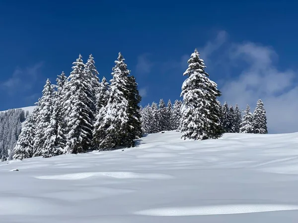 Picturesque Canopies Alpine Trees Typical Winter Atmosphere Spring Snowfall Obertoggenburg — Zdjęcie stockowe
