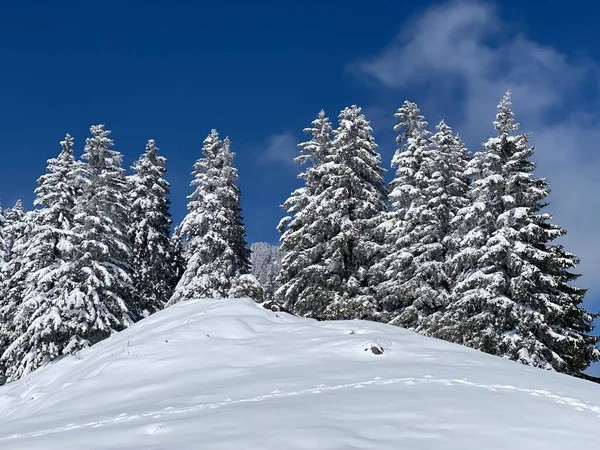 Живописные Навесы Альпийских Деревьев Типичной Зимней Атмосфере После Весеннего Снегопада — стоковое фото