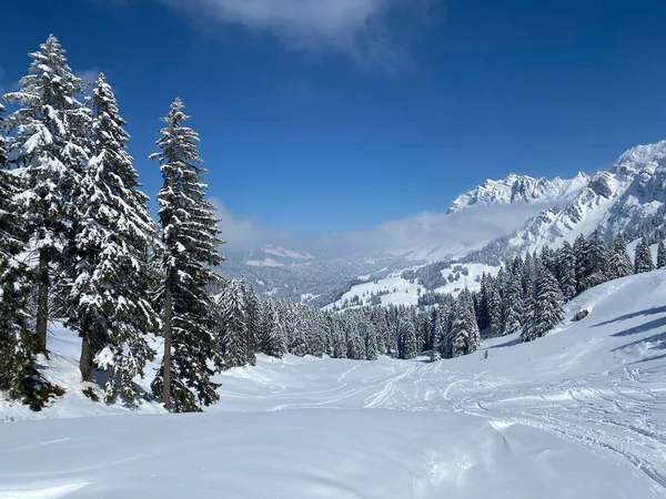 Picturesque Canopies Alpine Trees Typical Winter Atmosphere Spring Snowfall Obertoggenburg — Stockfoto