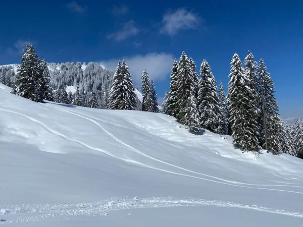 Schilderachtige Luifels Van Alpiene Bomen Een Typische Winterse Sfeer Voorjaarssneeuwval — Stockfoto