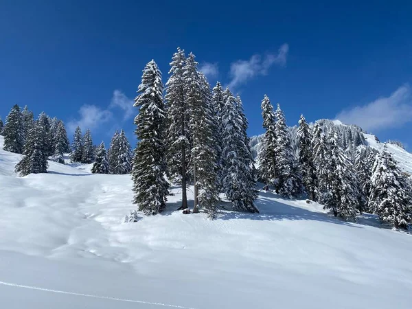 Obertoggenburg Alp Vadisi 'nde ve İsviçre' nin Nesslau, İsviçre 'de (Schweiz)