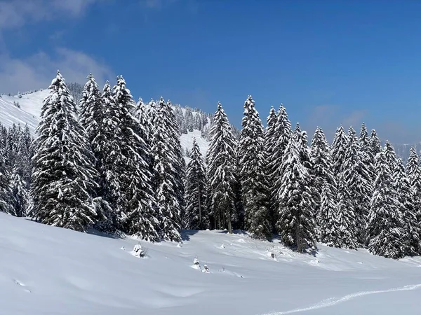 Obertoggenburg Alp Vadisi 'nde ve İsviçre' nin Nesslau, İsviçre 'de (Schweiz)