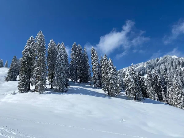 Canopies Pitorescos Árvores Alpinas Uma Atmosfera Típica Inverno Após Queda — Fotografia de Stock