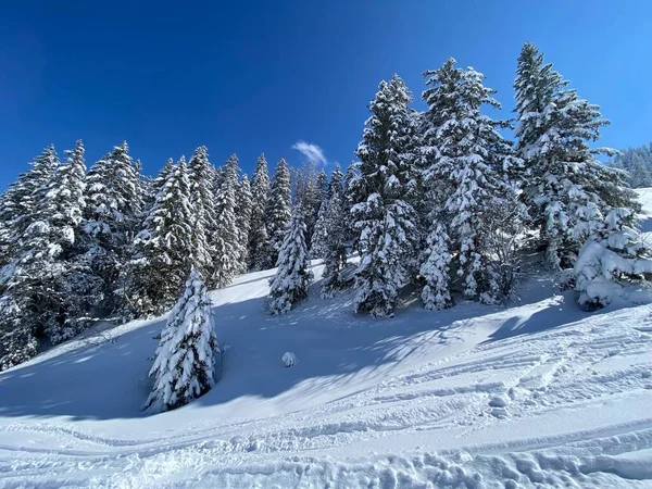 Picturesque Canopies Alpine Trees Typical Winter Atmosphere Spring Snowfall Obertoggenburg —  Fotos de Stock
